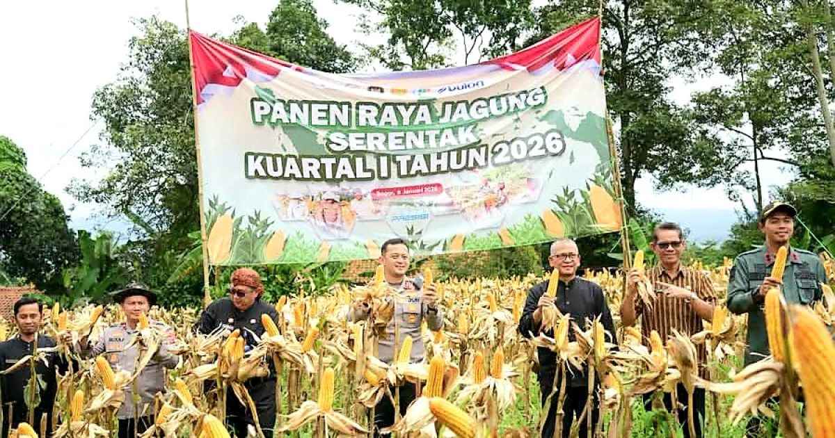 Panen Jagung Kabupaten Bogor 2025 Capai 996 Ton, Perkuat Ketahanan Pangan Nasional